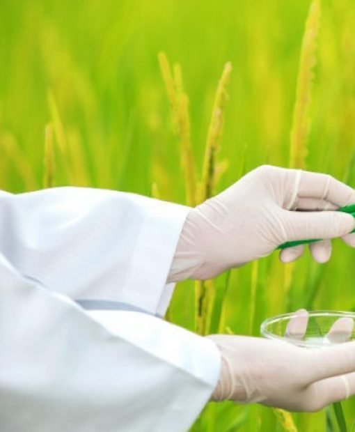 20171227-Rice-research-shutterstock-35abexgtpmo9cheue8sg00