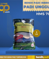 DISTRIBUTOR BENIH PADI UNGGUL & TERPERCAYA