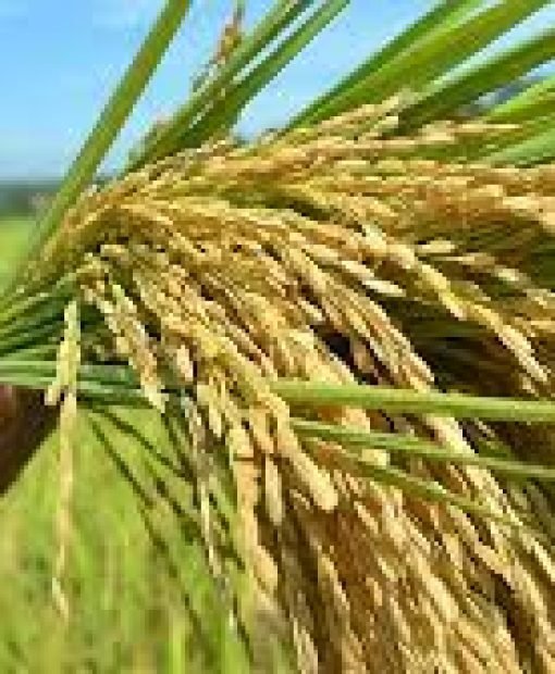 images (2) images (2)